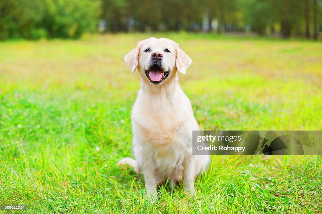 Belle heureuse de chien Or Chien d'arrêt assis sur l'herbe en été