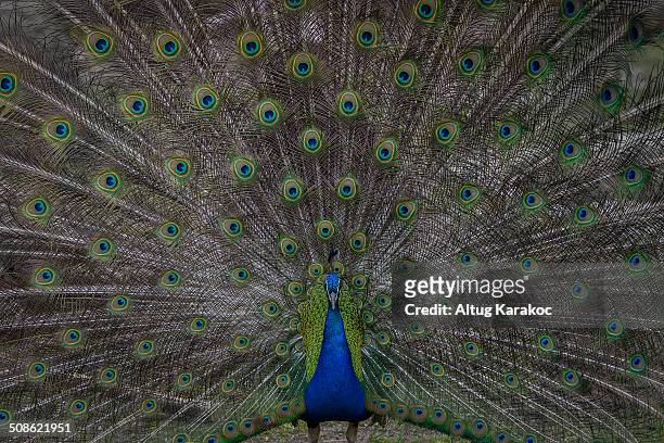peacock - altug karakoc stock pictures, royalty-free photos & images