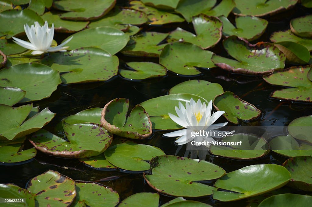 Water lily