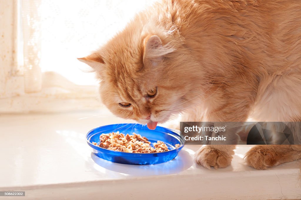 Red cat eats food from blue bowls