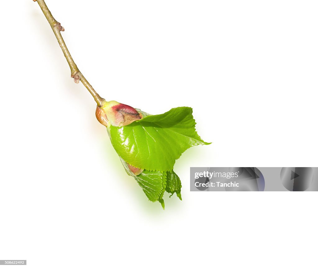 Blossoming leaf on the fresh branch isolated