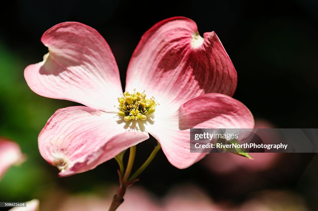 Rosa Blüten-Hartriegel Blumen im Frühling