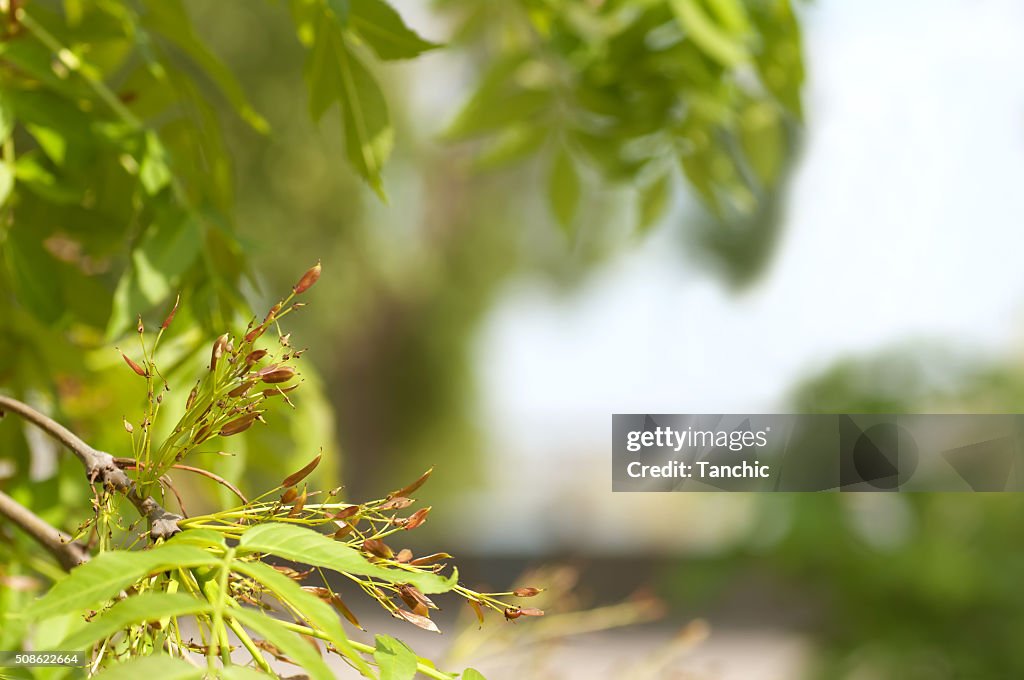 Background from young fresh leaves in spring