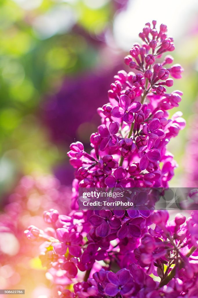 Beautiful purple lilac flowers outdoors