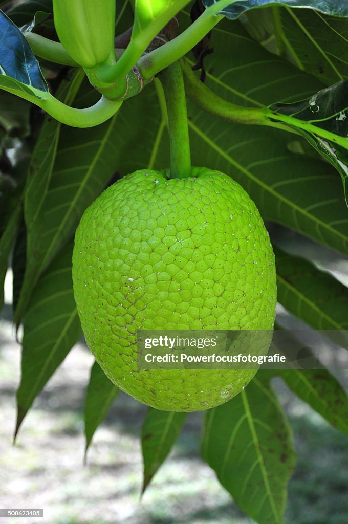 Bread fruit at Bora Bora