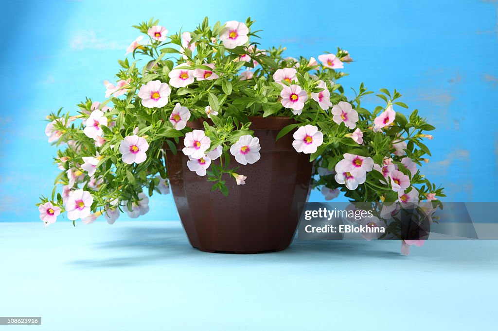 Blume in einen Topf