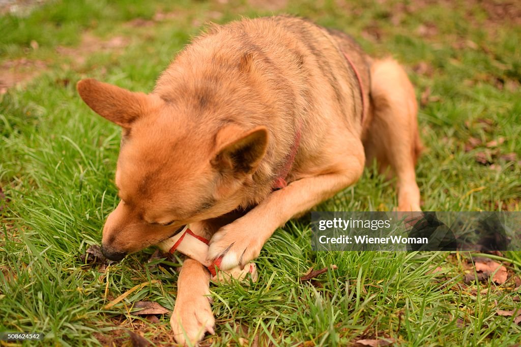 One Dog Chewing Eating a Bone Treat