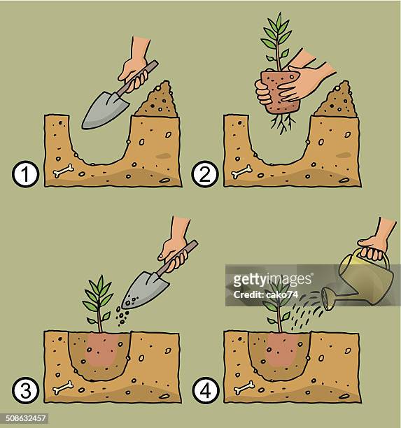 young plant - sowing stock illustrations