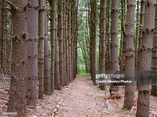 white pine plantation - eastern white pine stock pictures, royalty-free photos & images