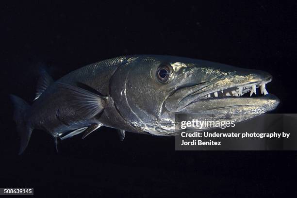 big barracuda - barracuda stock pictures, royalty-free photos & images