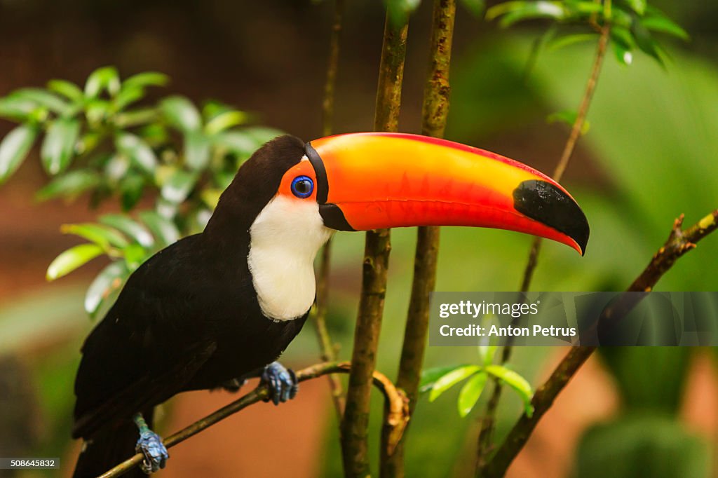 Toucan sitting on a branch