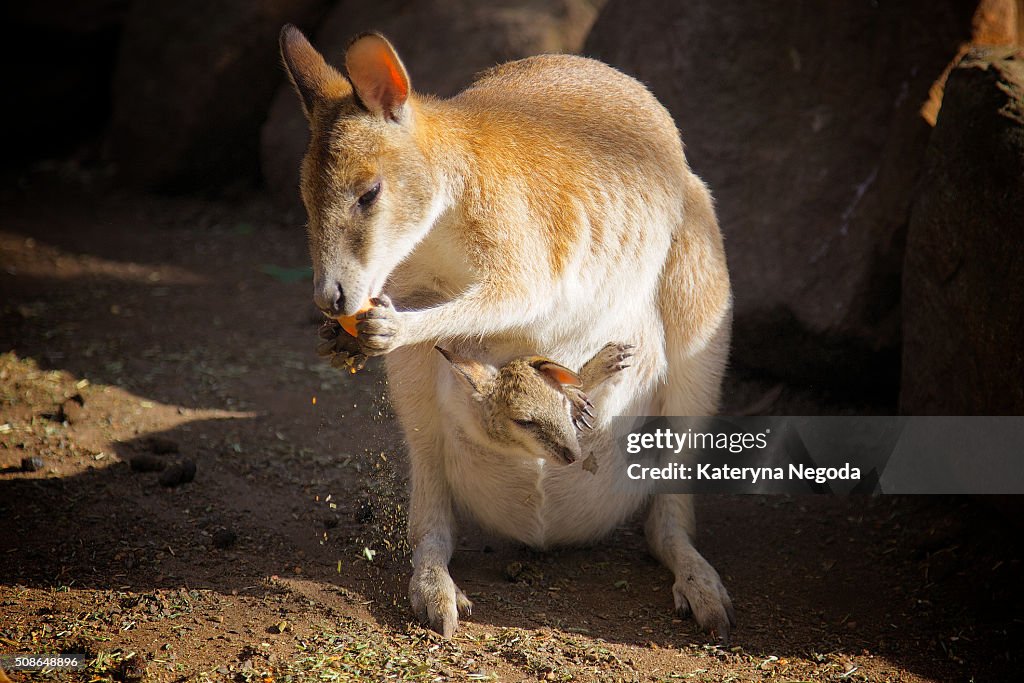 Mama kangaroo