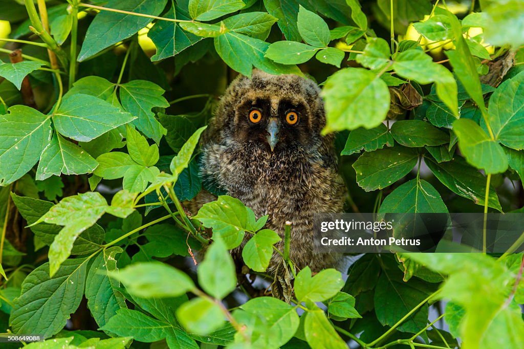 Nestling owl in the bushes