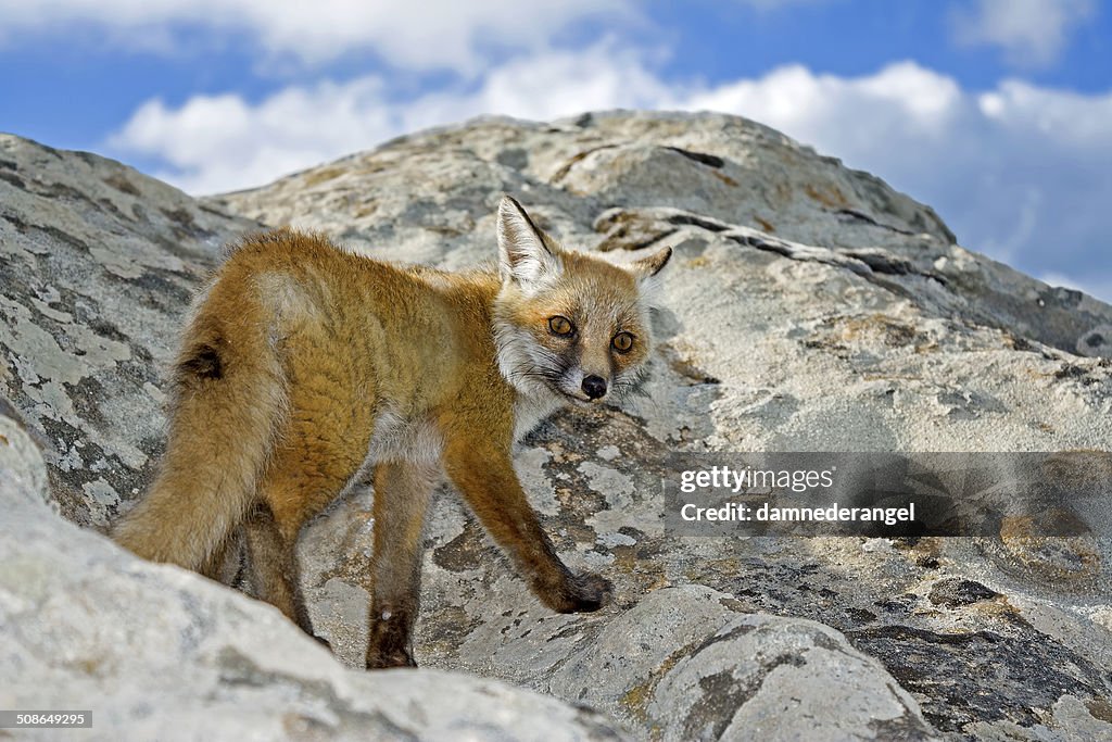 Wild fox on a peak rock look in camera