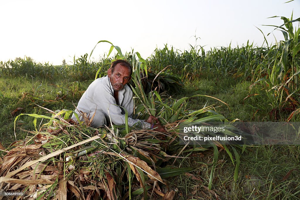 Men Working in the Field