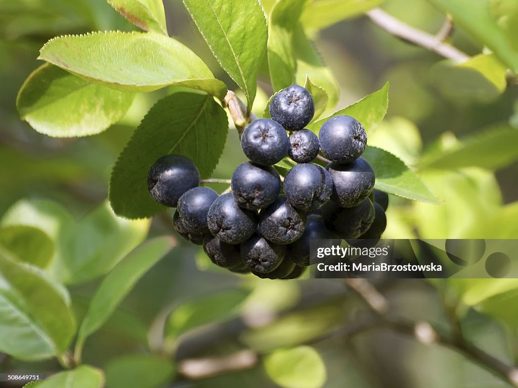 Black Früchte aronia