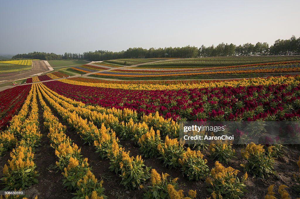 Field of flowers