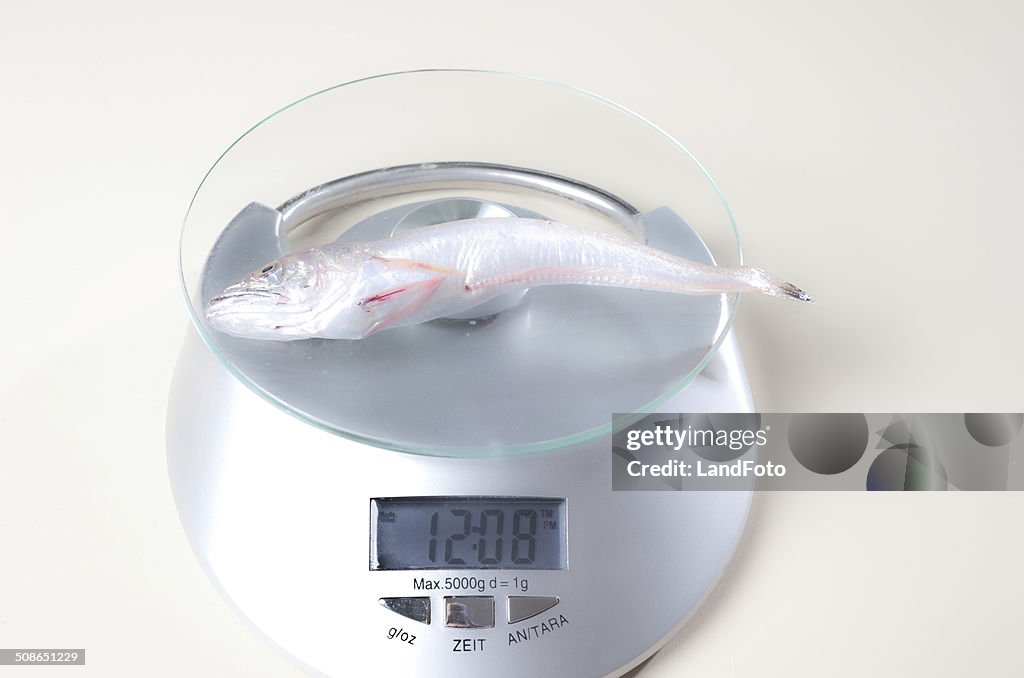 Fish on a scale