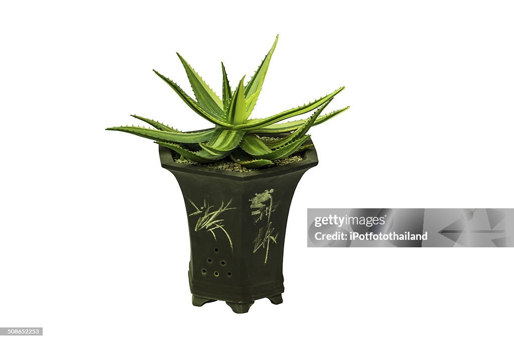 Plant in pot