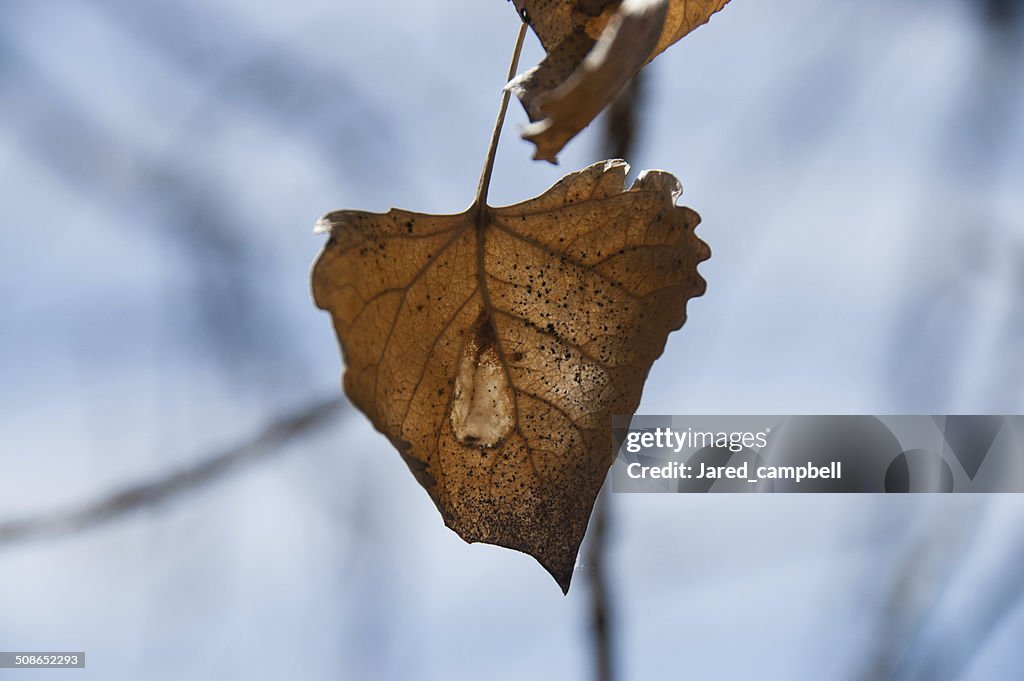 Dead leafs