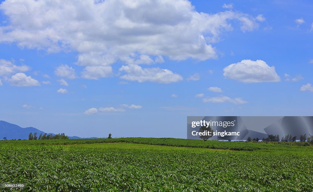 Beautiful cloud sky over green of cassava or manioc field