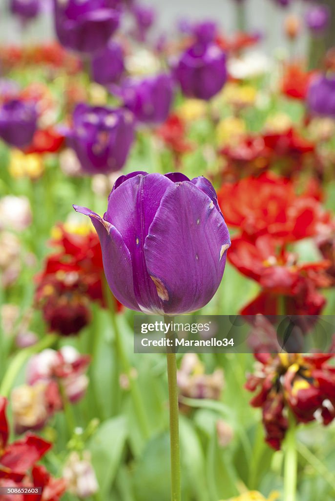 Purple Tulip