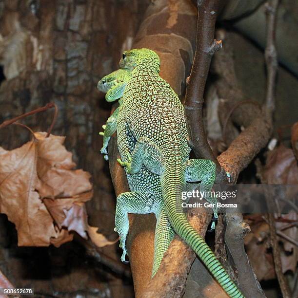 Meerald Tree Monitor 35 Emerald Tree Monitor Stock Photos, High-Res Pictures, and Images ...