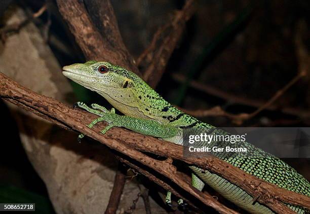 Meerald Tree Monitor Emerald Tree Monitor Photos and Premium High Res Pictures - Getty Images