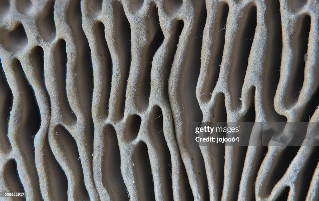 Mazegill Macro