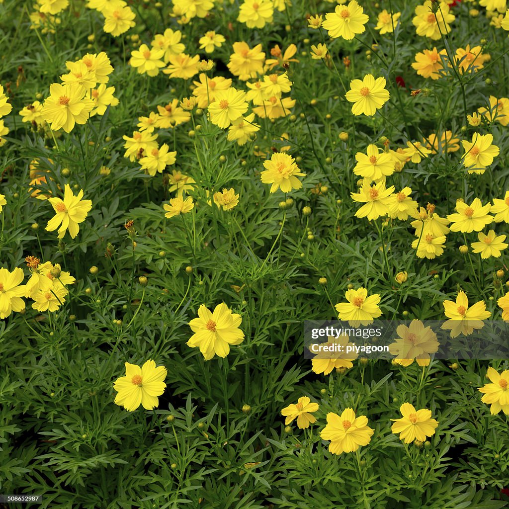 Cosmos dans le champ