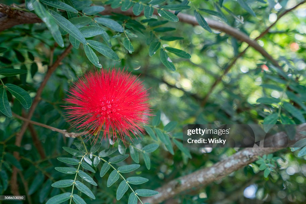 Rot Mimosen Pudica im tropischen Garten. Thailand