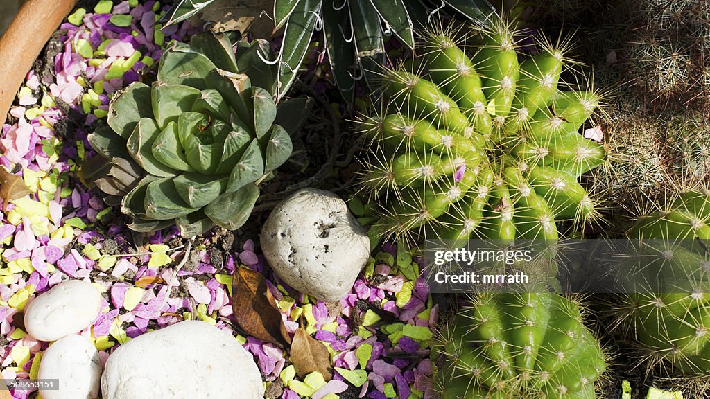 Cactus in pot closeup background stock photo