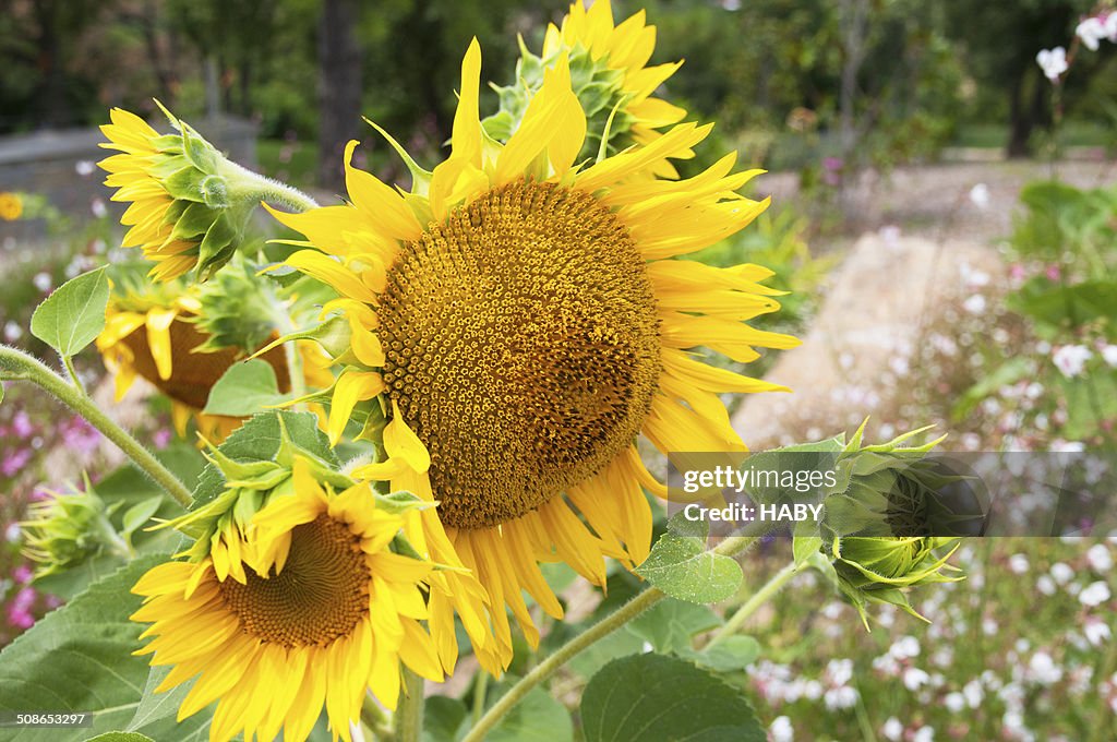 Sunflower