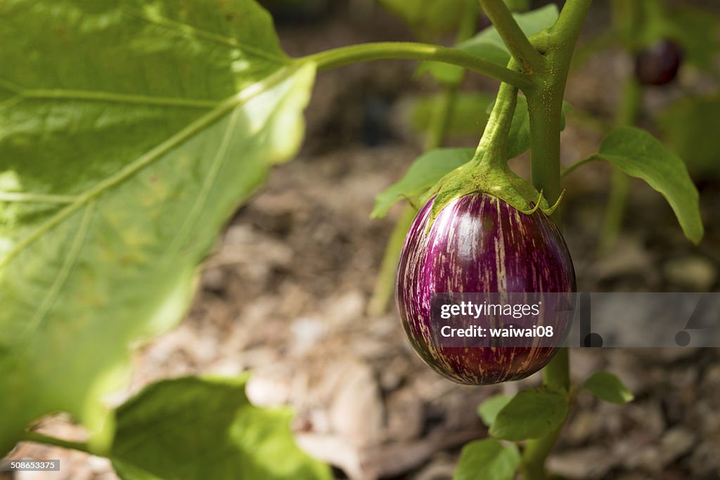 オーガニックなナス、Brinjal 植物