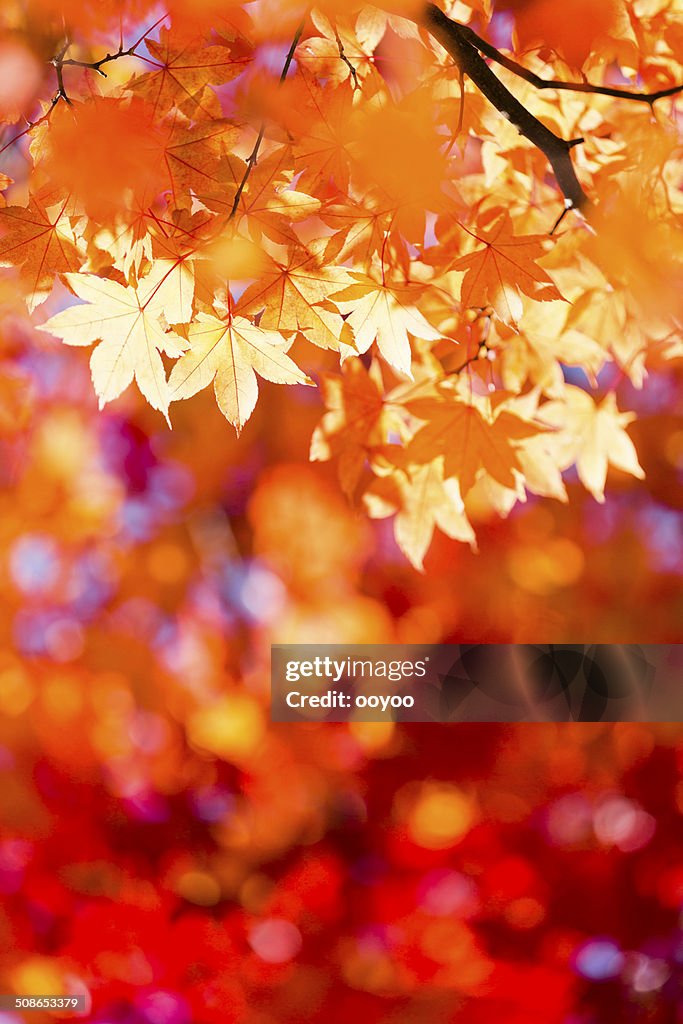 Glitzernde Herbst Blätter