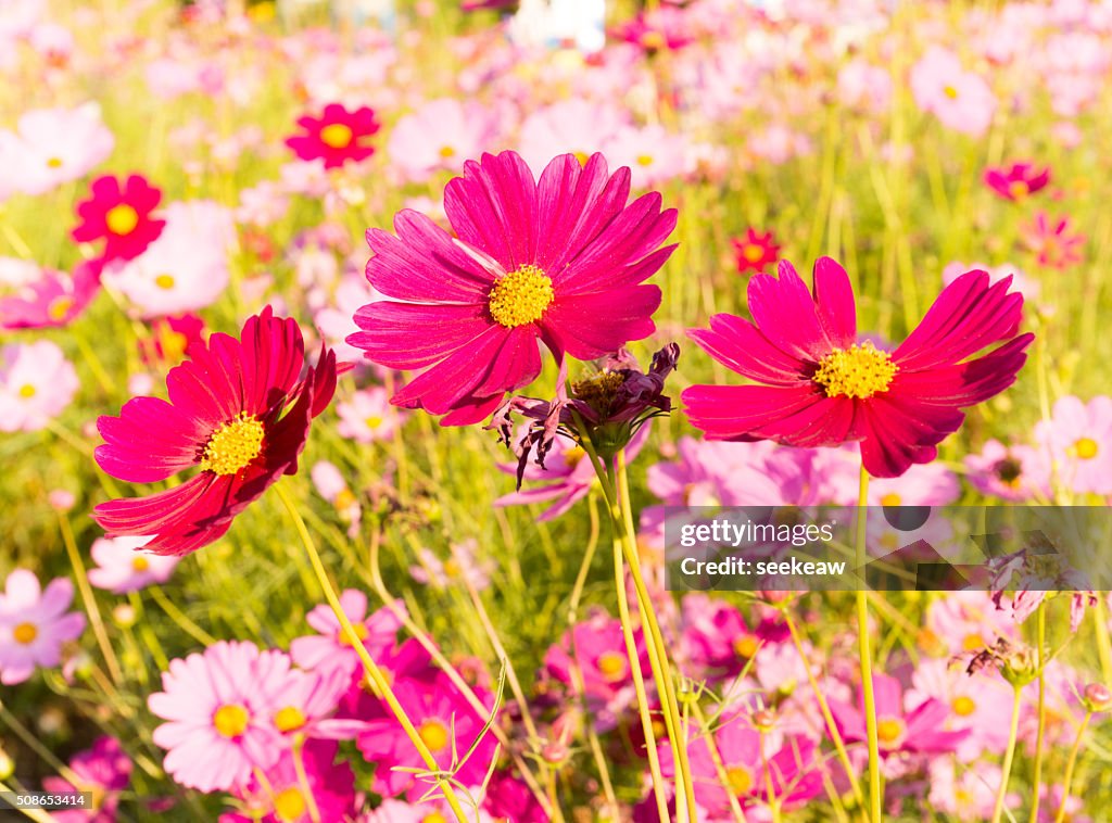 Beautiful garden flowers