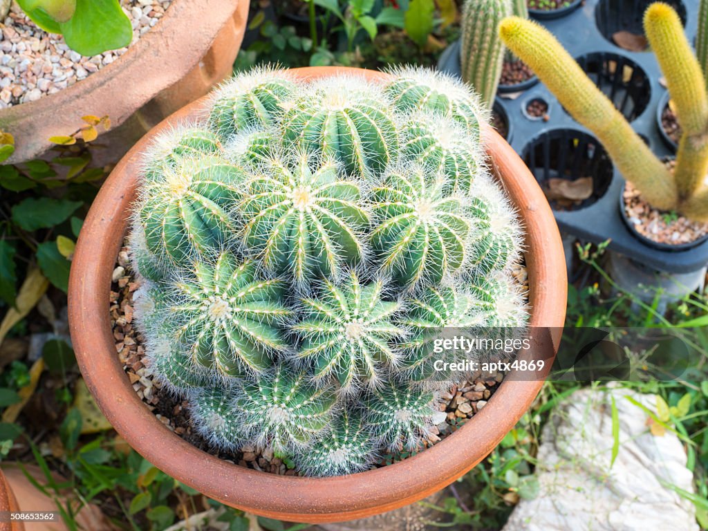 Cactus in a pot, select focus