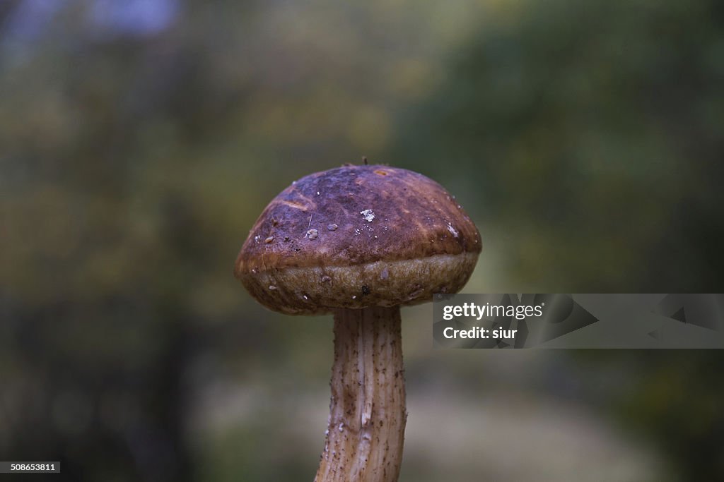 Boletus Mushroom - Boletus Silk