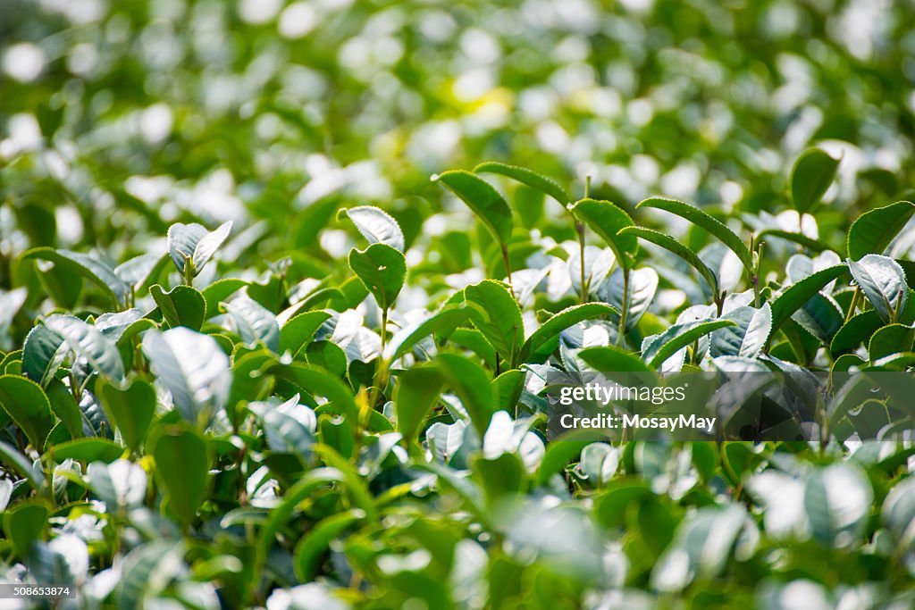 Green tea plantation beautiful landscape in Chiang Mai