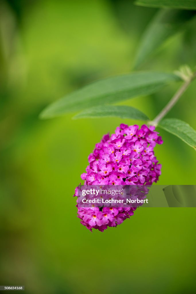 Lilac - Olive tree family