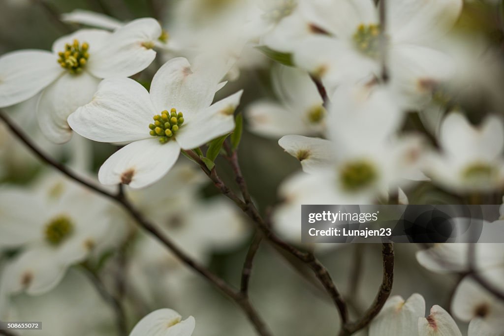 Dogwoods