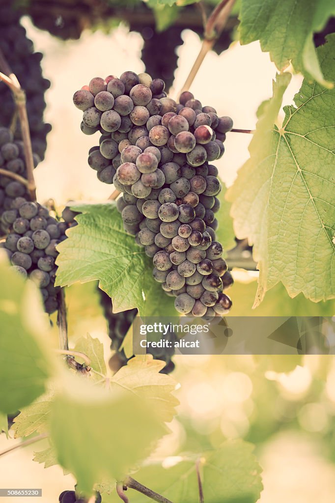Pinos Gris Grapes on Vine