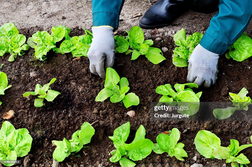 Frau in ihrem Garten weeds-Salat