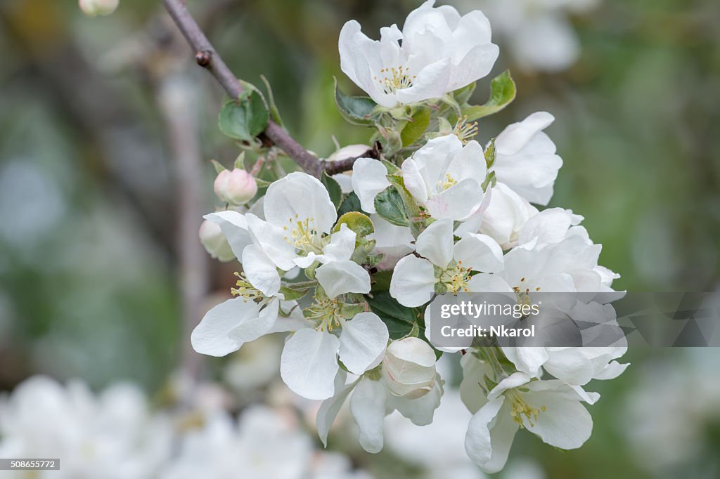 White spring flowers of apple fruit tree branch close-up