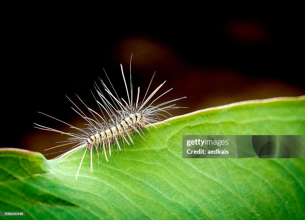 Bestellung Lepidoptera, haarigen Wurm Essen junge grüne Blätter