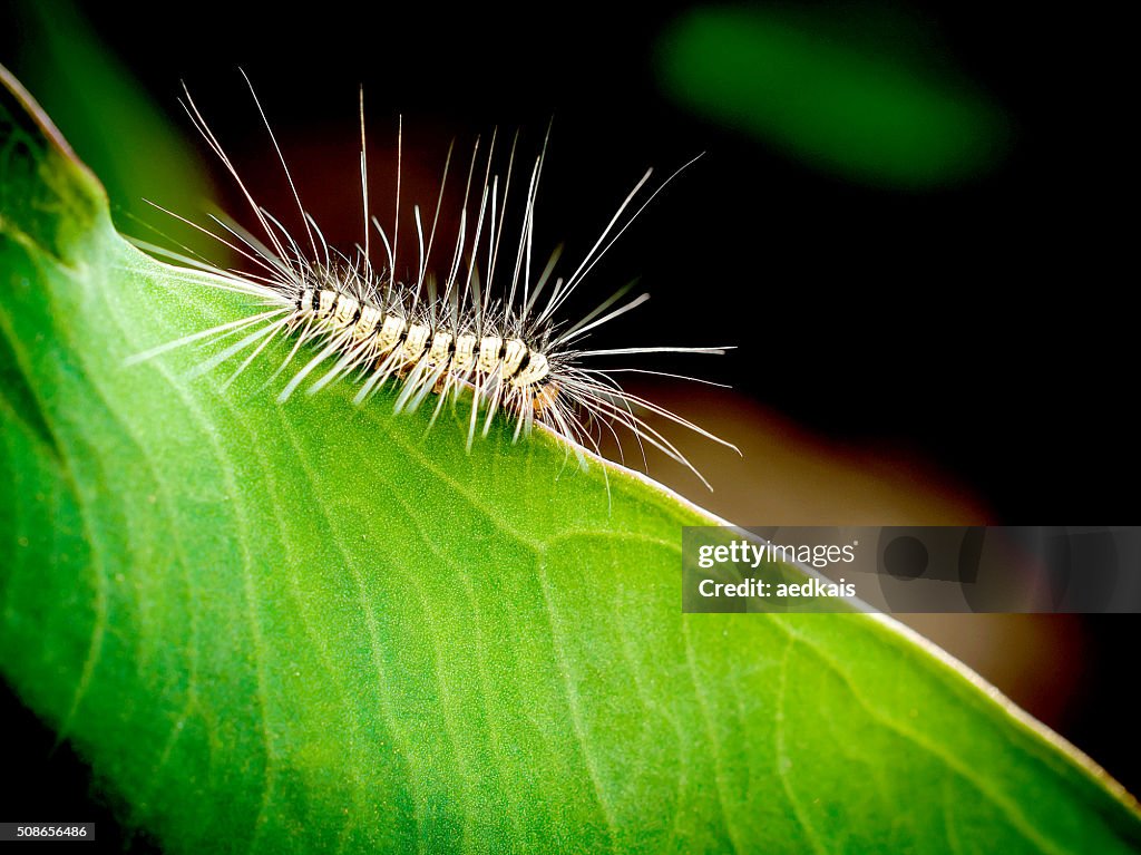 Order Lepidoptera, hairy worm eating young green leaves