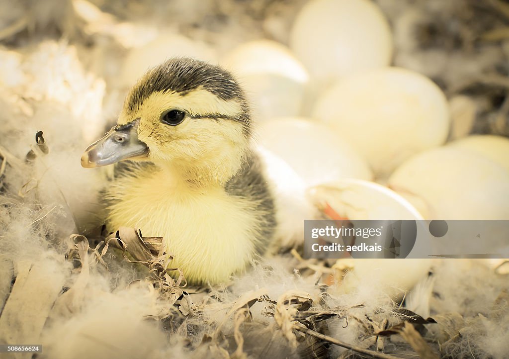 Newborn duckling