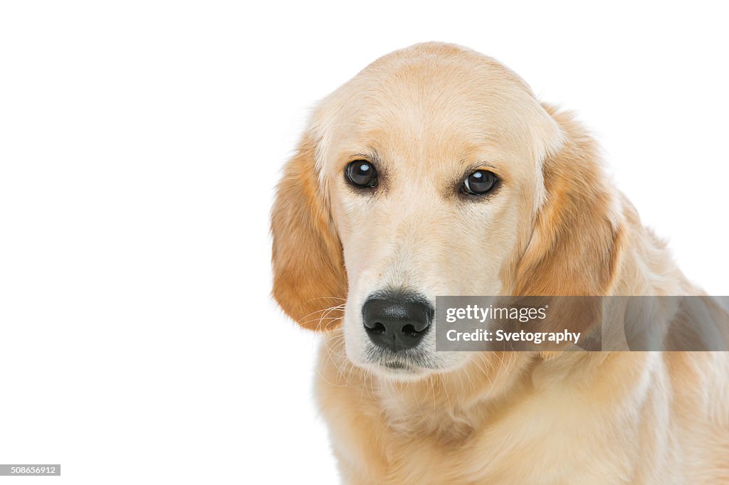 Young beautiul golden retriever dog