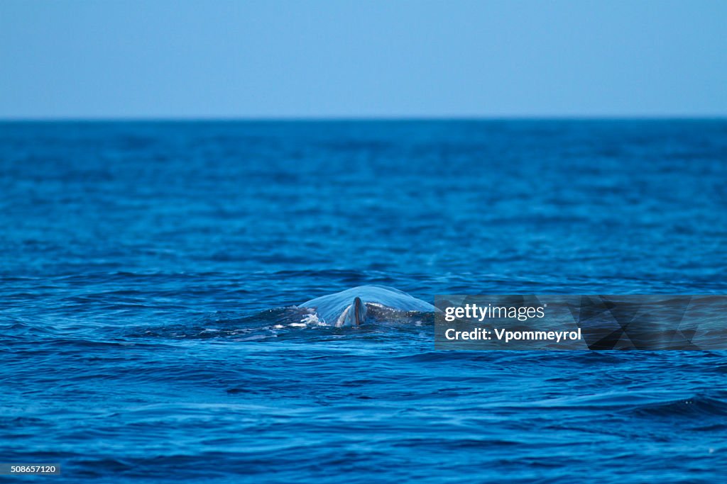 Sperm whale-Physeter macrocephalus