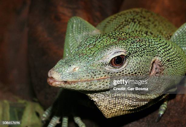 Meerald Tree Monitor 38 Emerald Tree Monitor Stock Photos, High-Res Pictures, and Images ...